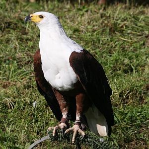 African Fish Eagle, Gauntlet 2008