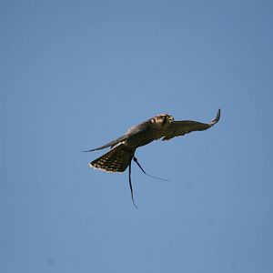 Peregrine Falcon, Gauntlet 2008
