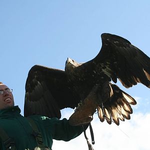 White-Tailed Sea Eagle, Gauntlet 2008