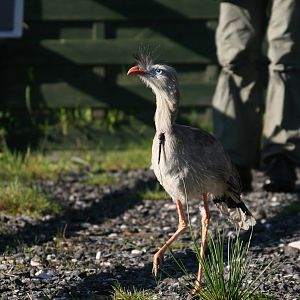 Red-Legged Seriema, Gauntlet 2008