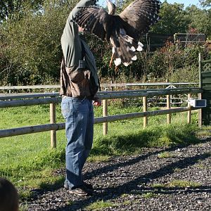 Red-Legged Seriema, Gauntlet 2008