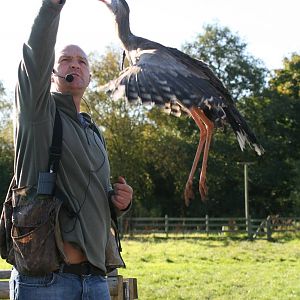 Red-Legged Seriema, Gauntlet 2008