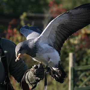 Black Chested Buzzard Eagle, Gauntlet 2008
