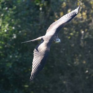 Red Kite, Gauntlet 2008