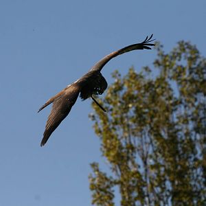 Red Kite, Gauntlet 2008