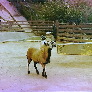 Old Children's Zoo Contact Area - Circa 1982