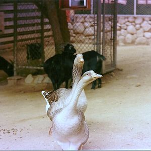 Old Children's Zoo Contact Area - Circa 1982