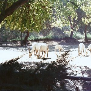 Arabian Oryx - Circa 1982