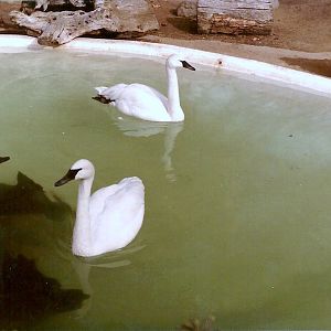 Trumpeter Swans - Circa 1982
