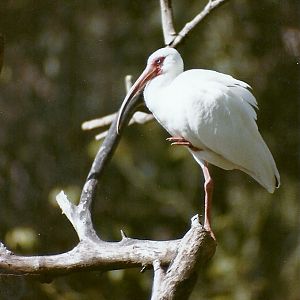 White Ibis - Circa 1984