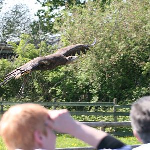 White-Tailed Sea Eagle over the Audience