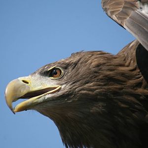 White-Tailed Sea Eagle Closeup