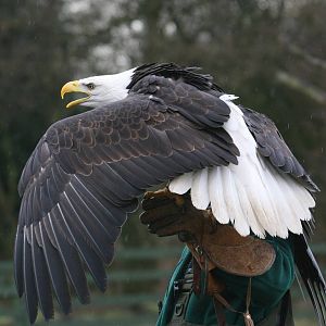 African Fish Eagle, Gauntlet 2009
