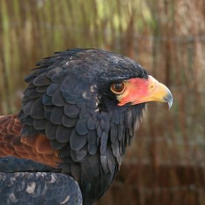 Bateleur, Gauntlet 2009