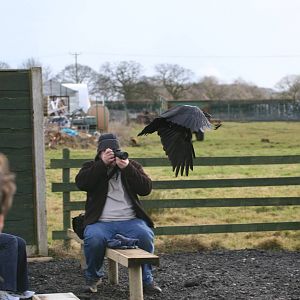 Raven Flying Demonstration