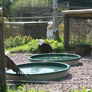African Fish and Bald Eagles