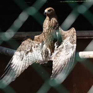 Sunbathing Black Kite
