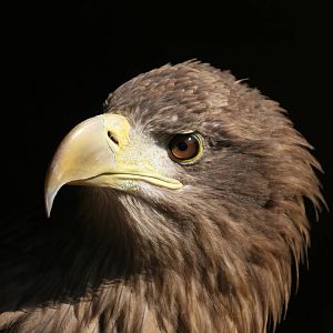White-Tailed Sea Eagle Closeup