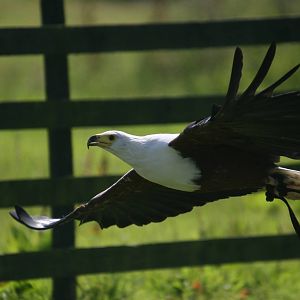 African Fish Eagle Flying, Gauntlet 2009