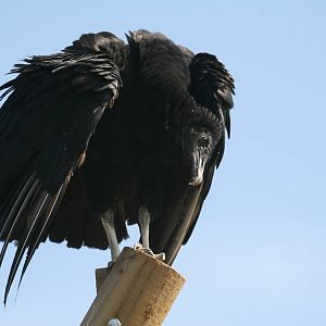 Black Vulture, Gauntlet 2009