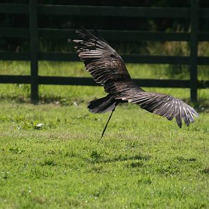 Turkey Vulture Flying, Gauntlet 2009