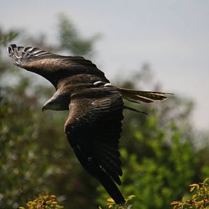 Red Kite, Gauntlet 2009