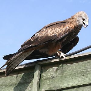 Red Kite, Gauntlet 2009