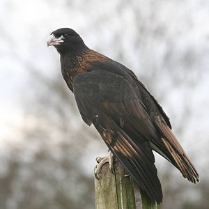 Striated Caracara, Gauntlet 2010