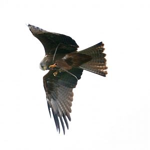 Red Kite Eating Mid-Air, Gauntlet 2010