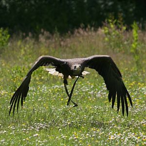 White-Tailed Sea Eagle Mid-Flight