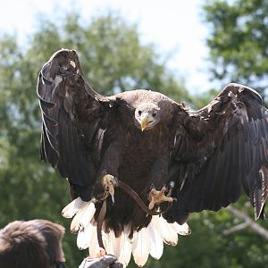 White-Tailed Sea Eagle Landing