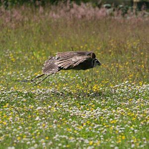 Milky Eagle Owl Mid-Flight