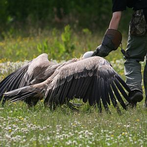 Griffon Vulture, Gauntlet 2010