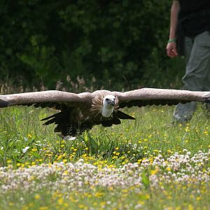 Griffon Vulture Mid-Flight, Gauntlet 2010