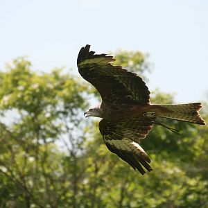 Red Kite, Gauntlet 2010
