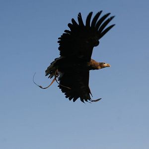 Sunlit White-Tailed Sea Eagle