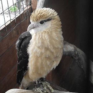 Yellow-Headed Caracara, Gauntlet 2010