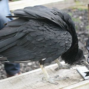 Black Vulture, Gauntlet 2010