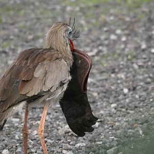 Red-Legged Seriema, Gauntlet 2010