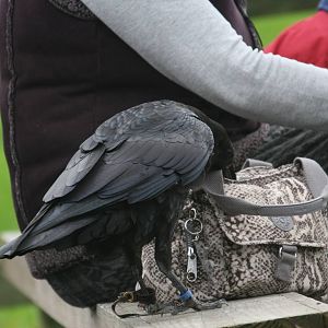 Scooby investigating a handbag