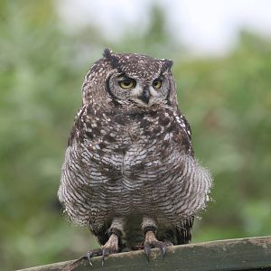 African Spotted Eagle Owl, Gauntlet 2010