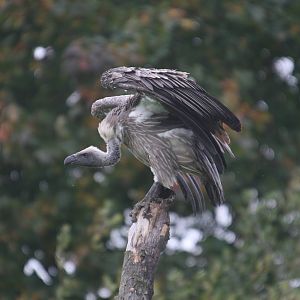 Griffon Vulture, Gauntlet 2010