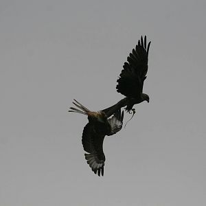 Kites, Gauntlet 2010