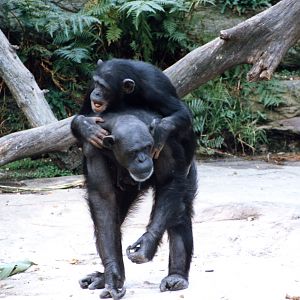chimpanzee mid 80,s