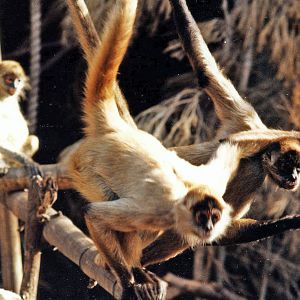 spider monkeys mid 80,s