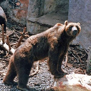 kodiak bear late 80,s