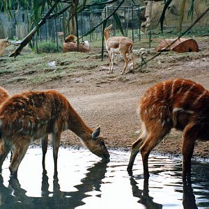 sitatunga