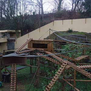 Gelada Exhibit at Dudley, 18/12/11