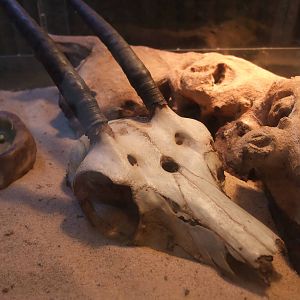 Skull at Dudley, 18/12/11