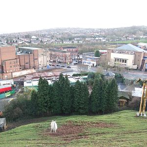Llama Paddock at Dudley, 18/12/11